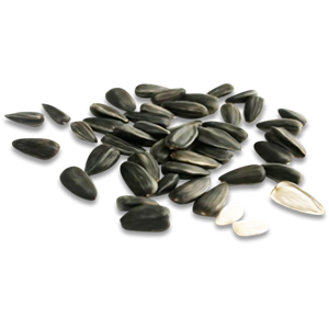 Sunflower seeds PNG-42936